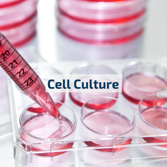 Cultura de células