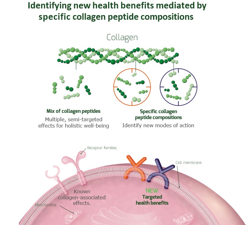 decoding the collagen language