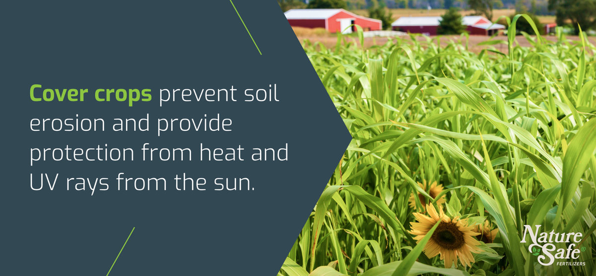 Cover crops prevent soil erosion and provide protection from heat and UV rays from the sun - inforgraphic