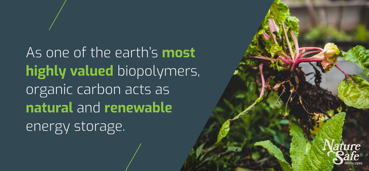 As one of the earths most highly valued biopolymers, organic carbon acts as natural and renewable energy storage.
