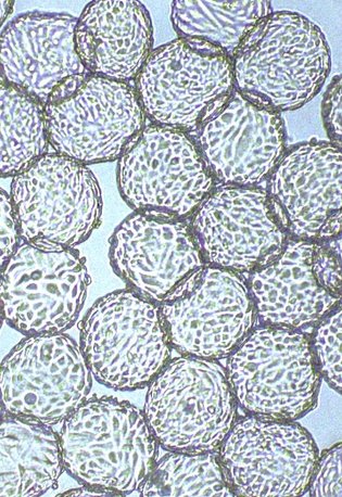 Rousselot and IamFluidics Launch Revolutionary Dissolvable Microcarrier for Scalable Cell Culturing