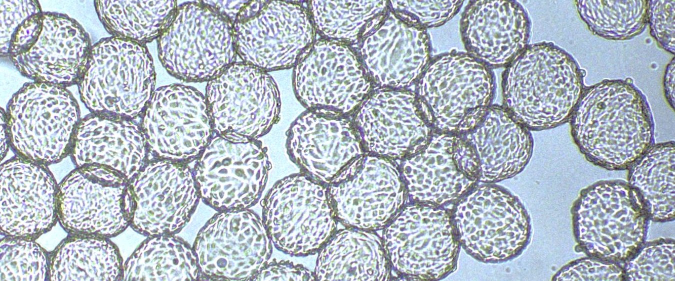 Rousselot and IamFluidics Launch Revolutionary Dissolvable Microcarrier for Scalable Cell Culturing