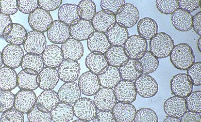 Rousselot and IamFluidics Launch Revolutionary Dissolvable Microcarrier for Scalable Cell Culturing