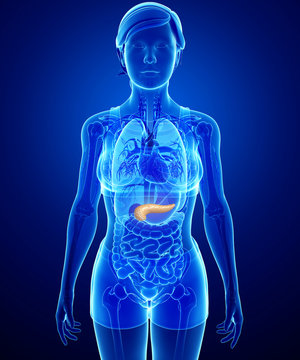anatomia do pâncreas feminino