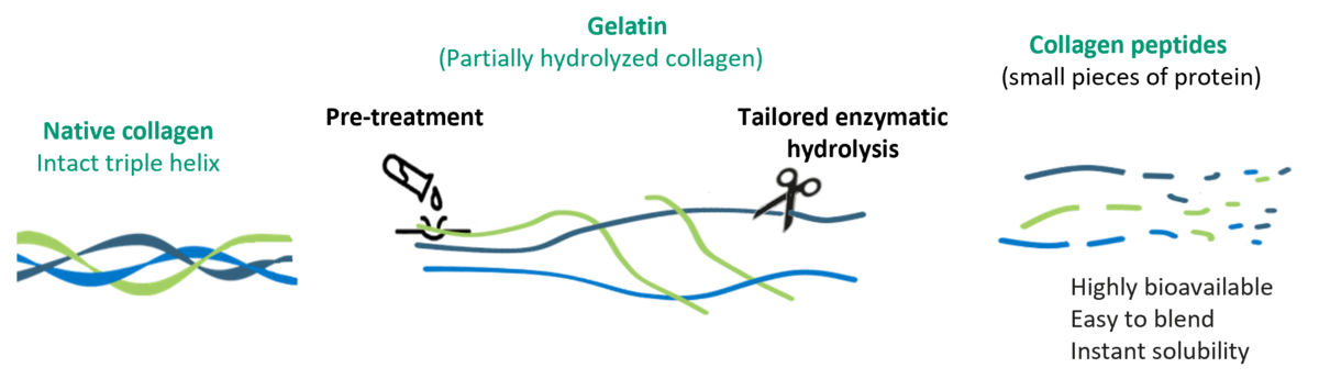 cleavage of collagen into bioactive collagen peptides (Peptan)