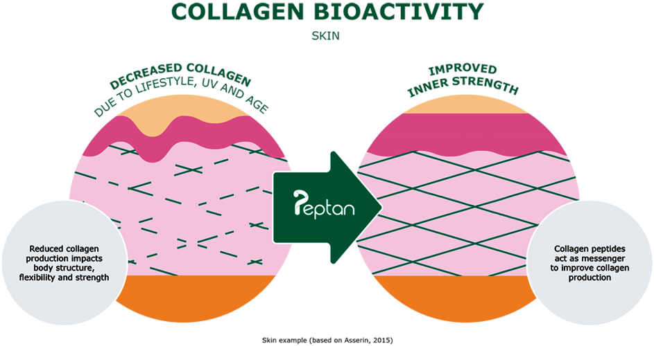 collagen hydrolysis to collagen peptides