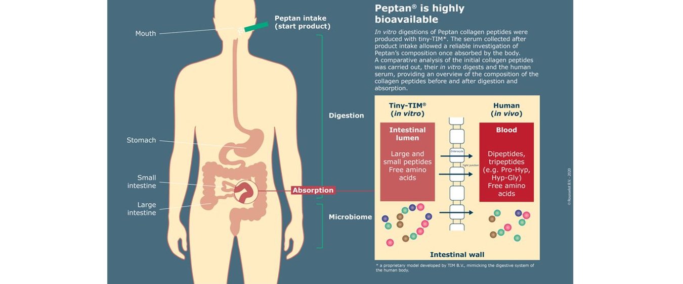 Peptan is highly bioavailable