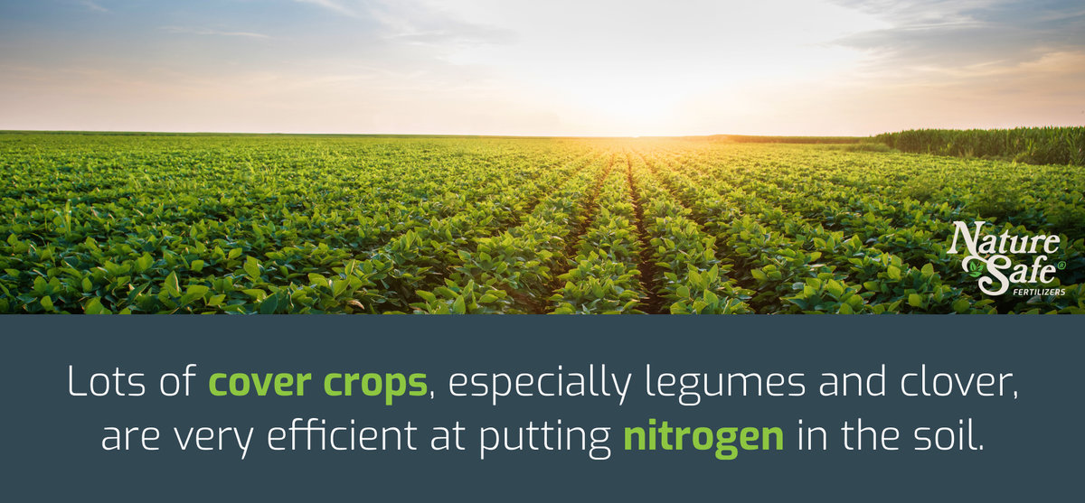 cover crops put nitrogen in the soil