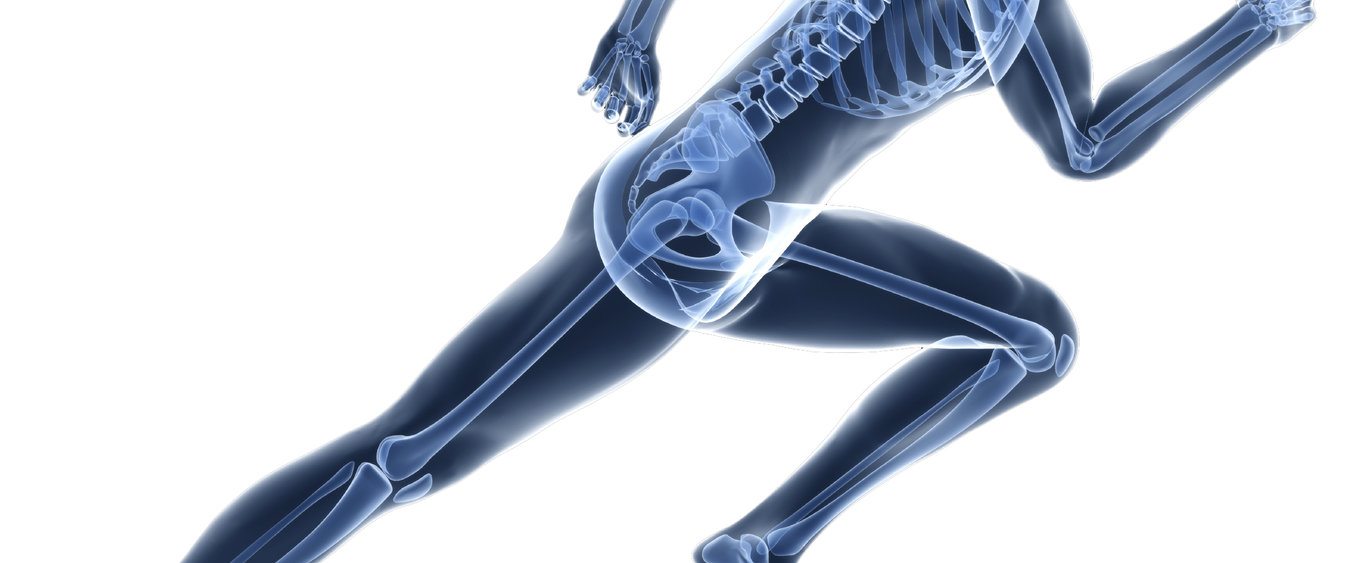 effects of Peptan® on bone remodelling