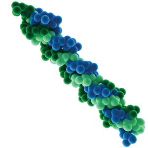 collagen triple helix