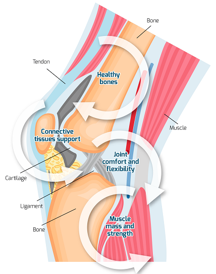 A graphical explanation of joints with its labelled parts