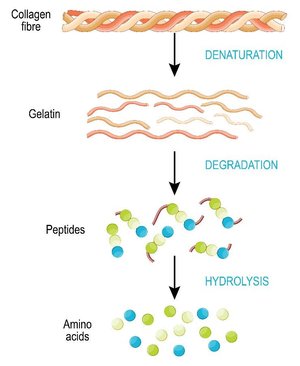 Collagen