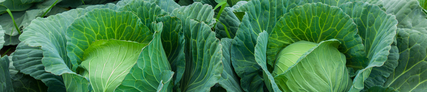Cabbage plants